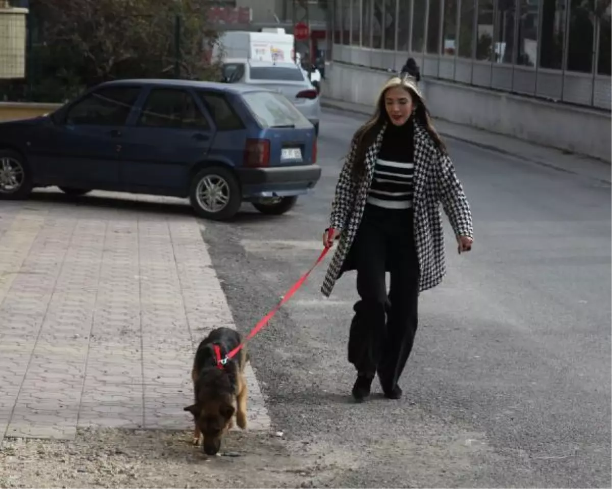 YARALI KÖPEK, 6 AYLIK FİZİK TEDAVİYLE SAĞLIĞINA KAVUŞTU