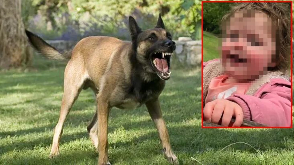 Evinin bahçesinde köpeğin saldırısına uğrayan 4 yaşındaki kız çocuğu hayatını kaybetti