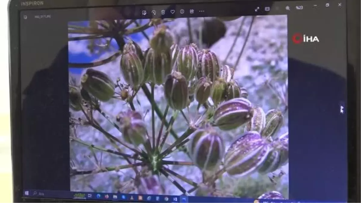 Dünyada sadece Tunceli\'de var: Tunceli\'de yeni bir çakşır türü keşfedildi