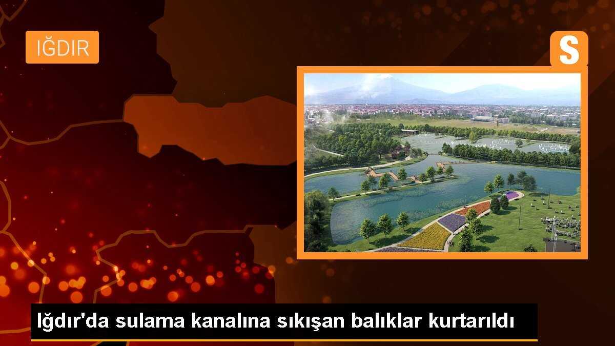 Iğdır\'da sulama kanalına sıkışan balıklar kurtarıldı