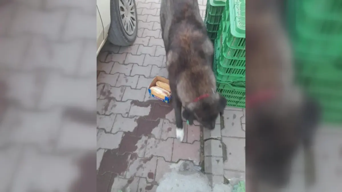 Safranbolu\'da \'Vefalı\' İsmi Verilen Sokak Köpeği Esnafa Yiyecek Getiriyor