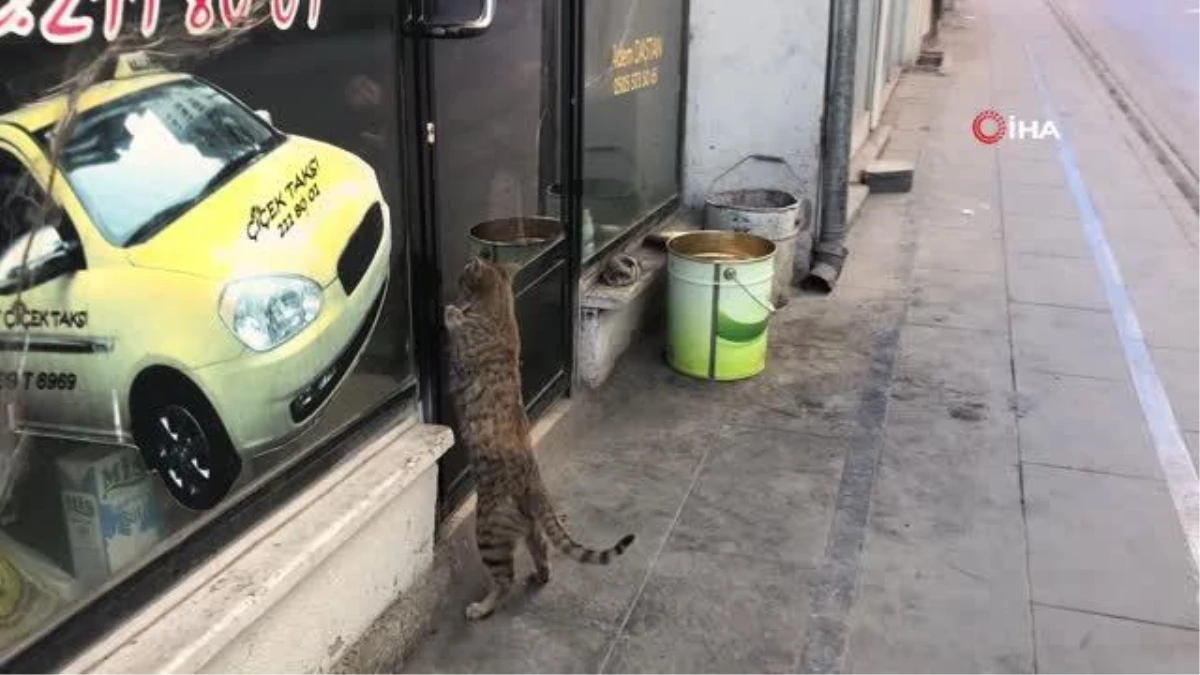 Sokak kedisi \'Pilli\' taksi durağının maskotu oldu