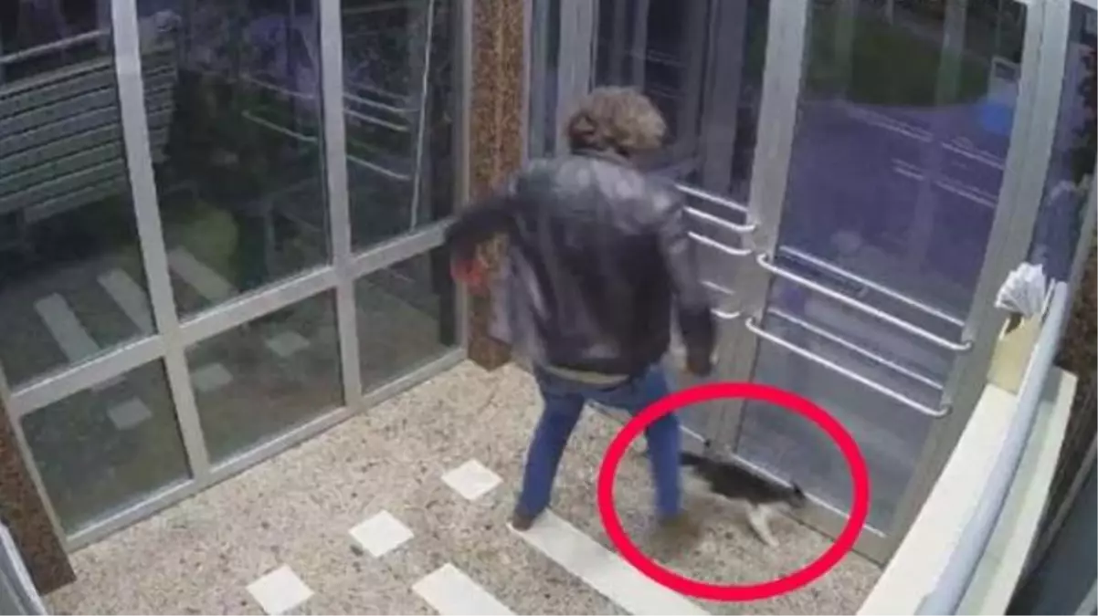 Serbest bırakılması tepki çekmişti! Kediyi tekmeleyen şüpheli hakkında yakalama kararı çıkarıldı
