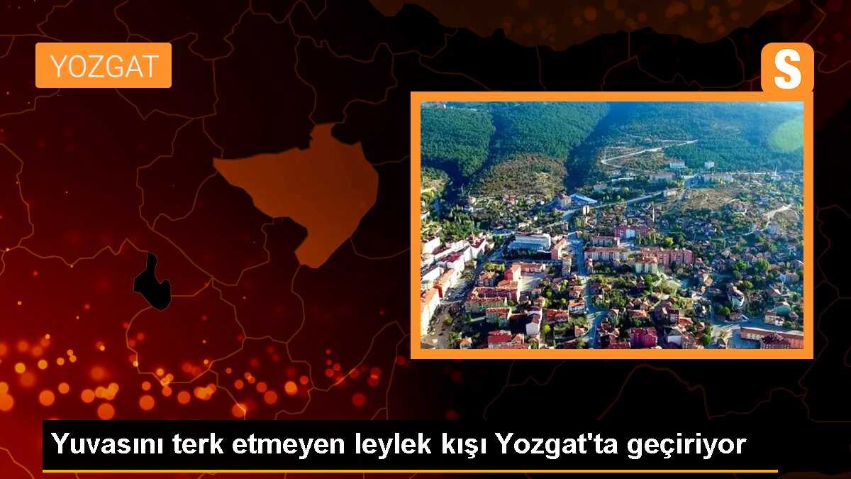 Yuvasını terk etmeyen leylek kışı Yozgat\'ta geçiriyor