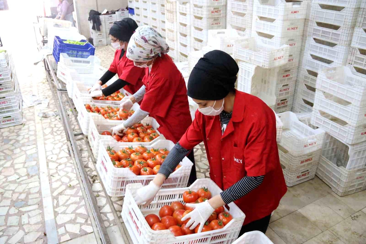 İşlem gören domates miktarı geçen yılın aynı ayına göre yüzde 19 azaldı