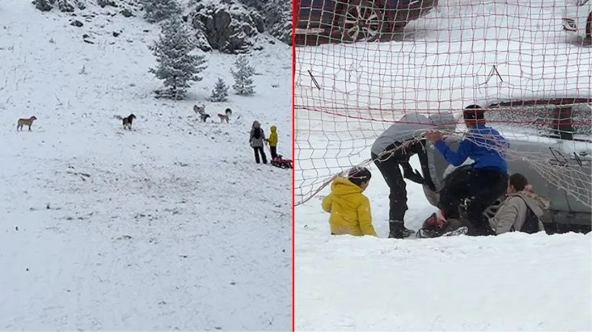 Kartalkaya\'da kayak yapan turistlere sokak köpekleri saldırdı