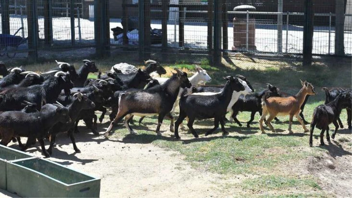 Hayvanat bahçesinde yaşana skandal ülkeyi ayağa kaldırdı! Yılbaşı partisi için 4 keçiyi pişirmişler
