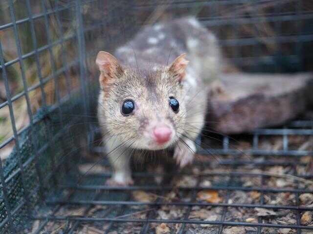 Üremenin ölüme eş olduğu kedi türü: Kuzey Yerli Kedisi