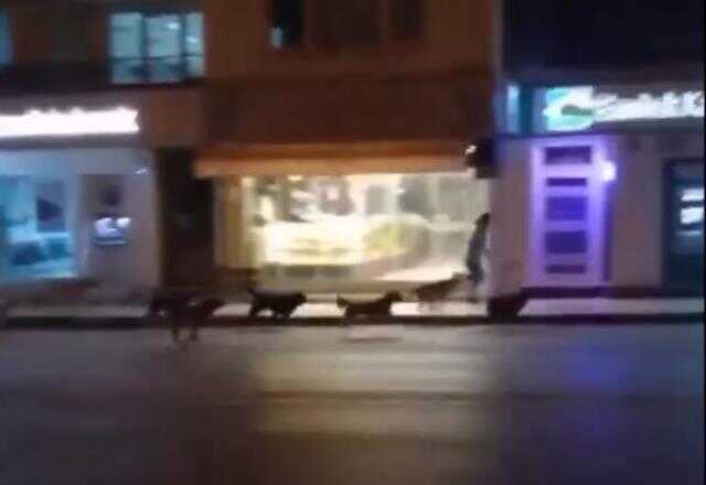 Başıboş sokak köpeği sürüsü, caddede yürüyen vatandaşa saldırdı Başıboş sokak köpeği sürüsü, caddede yürüyen vatandaşa saldırdı
