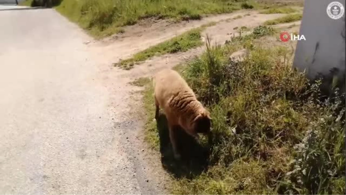 Dünyanın en yaşlı köpeği Guinnes Rekorlar Kitabı\'na girdi