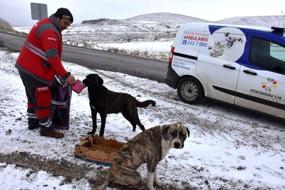 Kocasinan\'dan Soğuk Havada Sokak Hayvanları İçin Yemleme Çalışması
