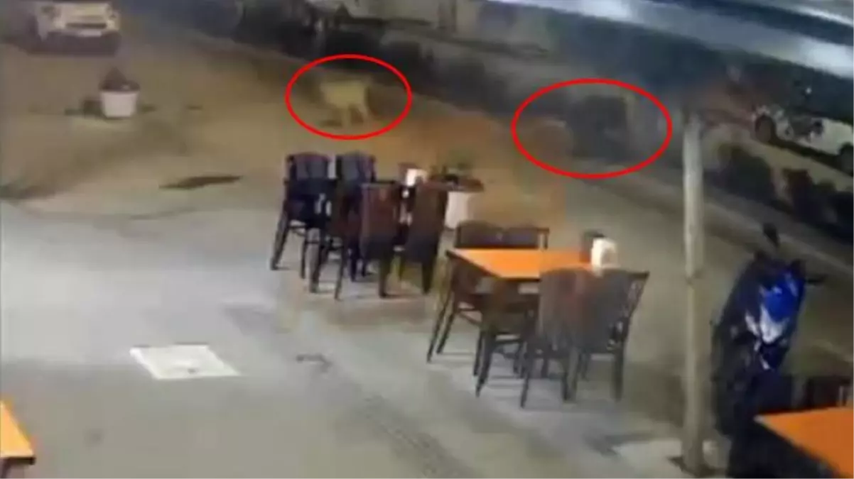 Hatay\'da başıboş köpeklerin saldırdığı kurye kaza yaptı