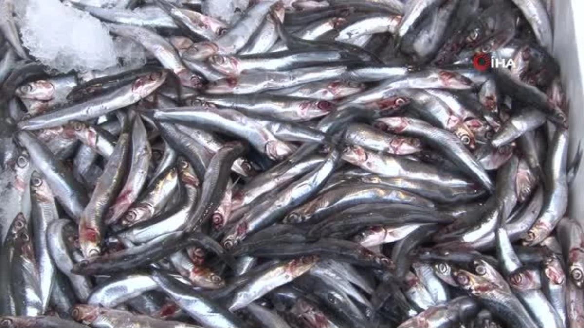 (İSTANBUL)Tezgahın en ucuz balığı kilosu 60 TL\'den satılan hamsi oldu