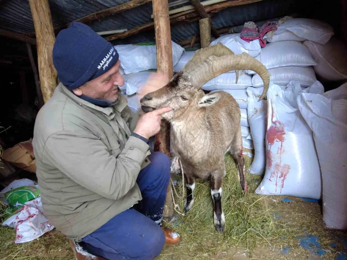 Köpeklerin saldırısından kurtardığı yaban keçisini sevmeye doyamadı