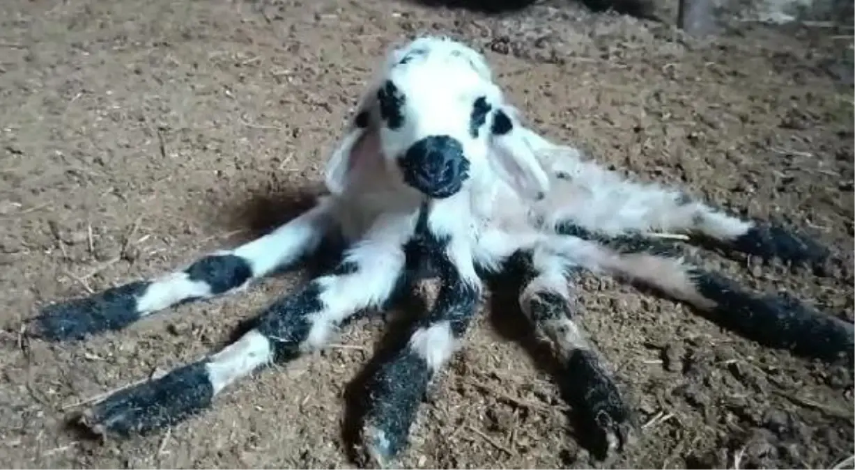 Diyarbakırlı çoban hayatının şokunu yaşadı! Sürüsündeki kuzu, 6 bacaklı doğdu