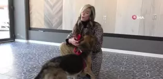Trafik kazası sonucu yaralanan köpek 6 ay süren tedavisinin ardından sağlığına kavuştu