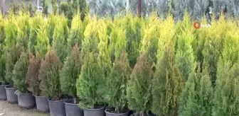 Ziraat Mühendisi Ahmet Tekeş: 'Fidan ve meyve ağaçları dikimi için en uygun dönem Kasım ve Mart ayları'