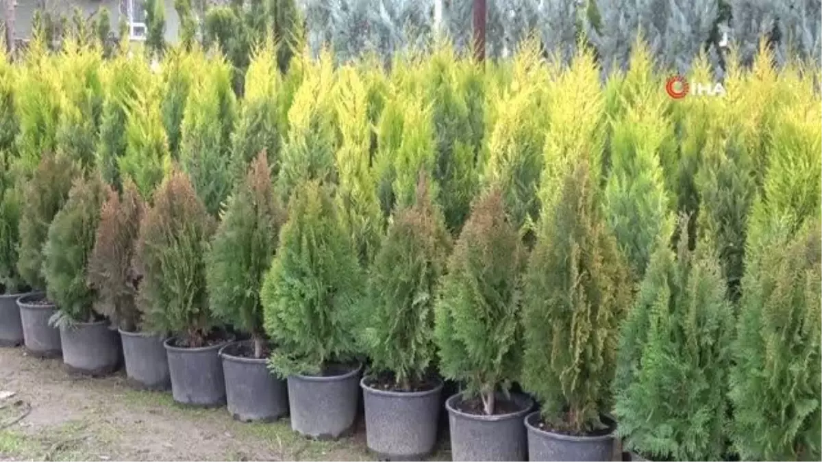 Ziraat Mühendisi Ahmet Tekeş: 'Fidan ve meyve ağaçları dikimi için en uygun dönem Kasım ve Mart ayları'