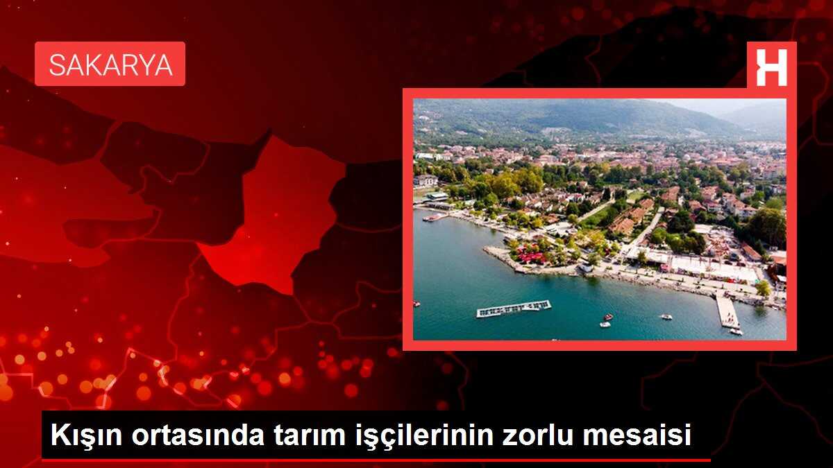 Kışın ortasında tarım işçilerinin zorlu mesaisi