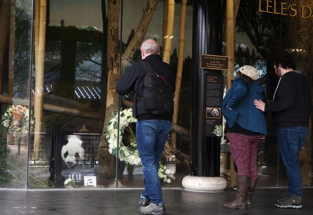 Memphis Hayvanat Bahçesi 25 Yaşındaki Dev Panda Le Le'nin Öldüğünü Duyurdu Memphis Hayvanat Bahçesi 25 Yaşındaki Dev Panda Le Le'nin Öldüğünü Duyurdu