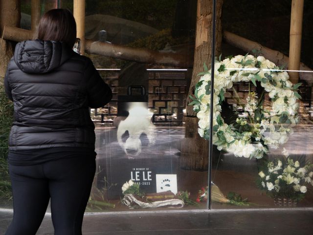 Memphis Hayvanat Bahçesi 25 Yaşındaki Dev Panda Le Le'nin Öldüğünü Duyurdu Memphis Hayvanat Bahçesi 25 Yaşındaki Dev Panda Le Le'nin Öldüğünü Duyurdu