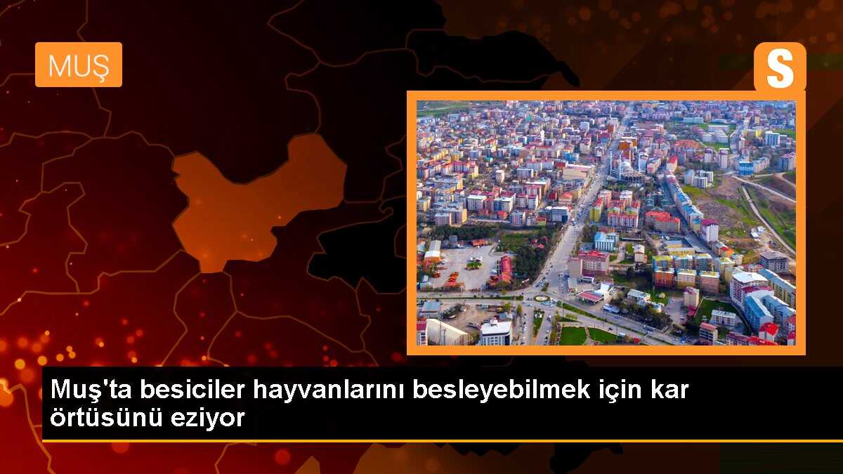 Muş\'ta besiciler hayvanlarını besleyebilmek için kar örtüsünü eziyor