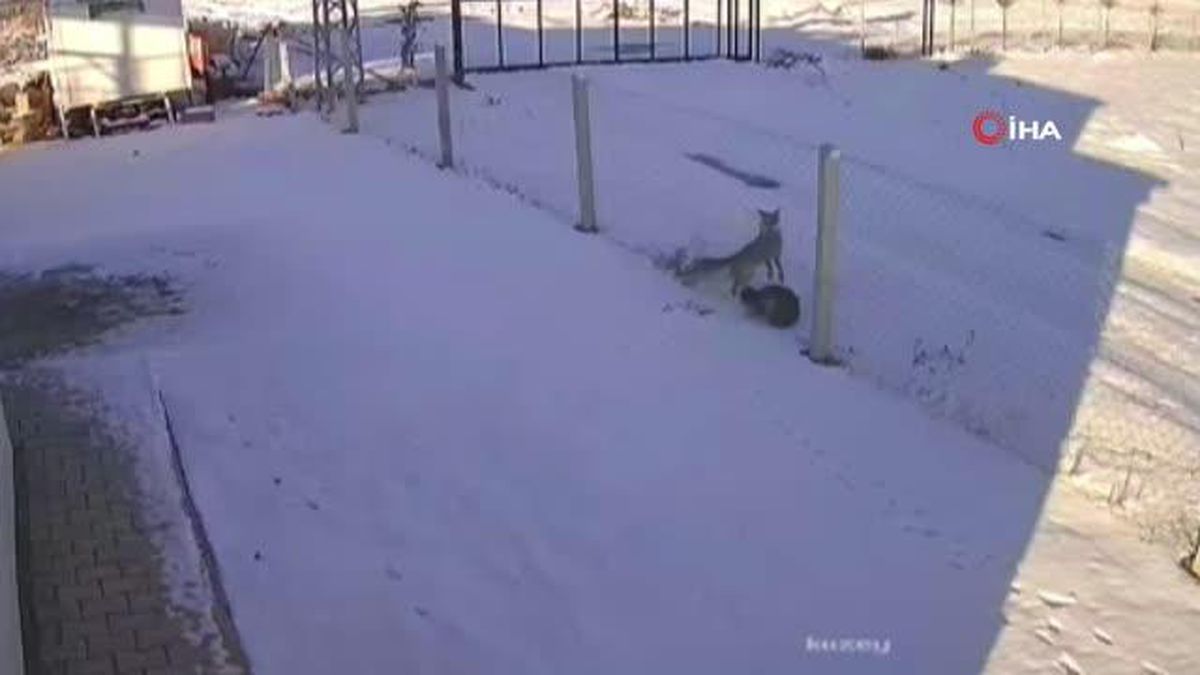 Şehir merkezine inen iki tilkinin ekmek kavgası kamerada