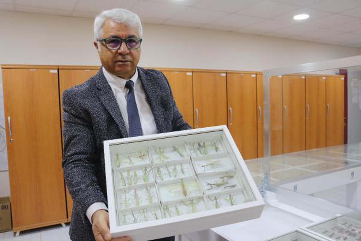 30 BİN BÖCEĞİN SERGİLENDİĞİ MÜZEDE 1200 TÜR TEŞHİS EDİLDİ
