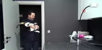 Kedi ve köpeklerin depreme karşı hassasiyeti can ve mal kaybını önlüyor