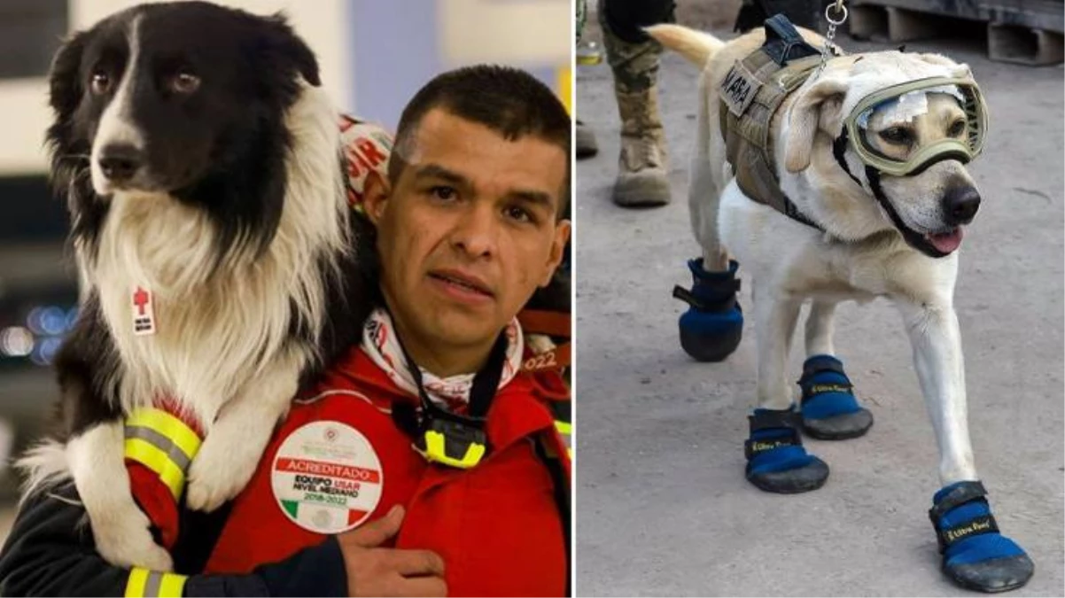 Meksika\'nın 16 kahraman arama-kurtarma köpeği yardım için Türkiye\'ye geliyor