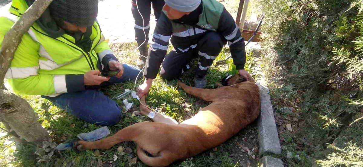 Yaralanan arama kurtarma köpeğine ilk müdahale Şile Belediyesi\'nden