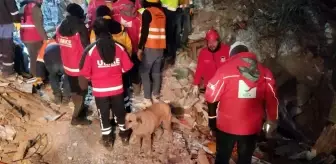 Deprem bölgesindeki köpek Kızılay ekiplerinin maskotu oldu