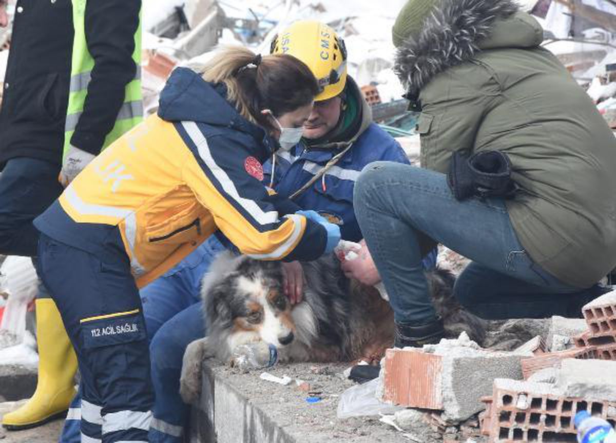 Fransız ekibin çalışmalarda yaralanan köpeği 'Leader'a sağlıkçı şefkati