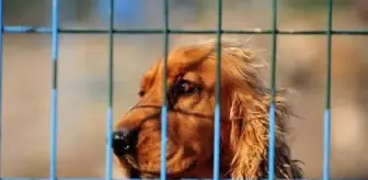 THY, evcil hayvanlar için aşı karnesi zorunluluğunu kaldırdı