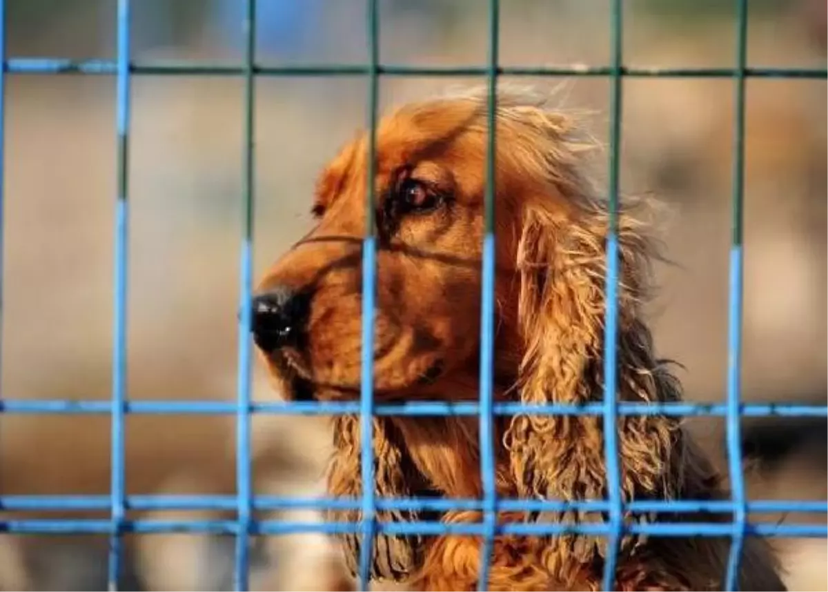 THY, evcil hayvanlar için aşı karnesi zorunluluğunu kaldırdı