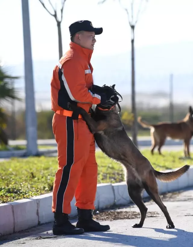 Arama Kurtarma Çalışmalarının Gizli Kahramanları: Hayat Kurtaran Köpekler