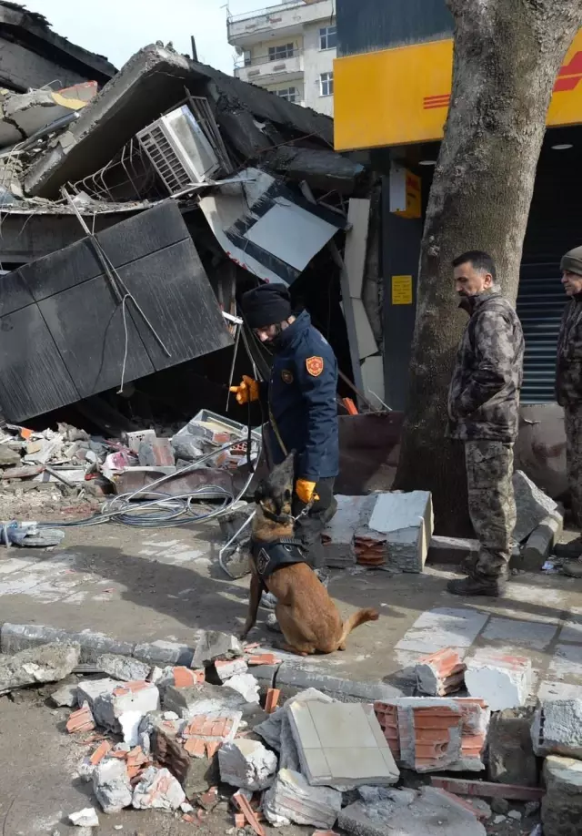 Arama Kurtarma Çalışmalarının Gizli Kahramanları: Hayat Kurtaran Köpekler