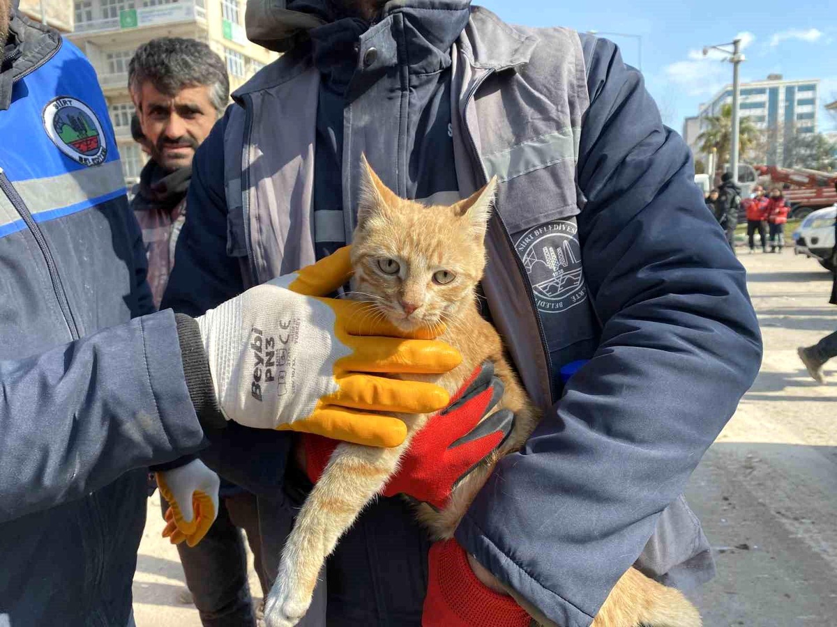 Ses geldiği için girdikleri binada 104 saat mahsur kalan kediyi kurtardılar