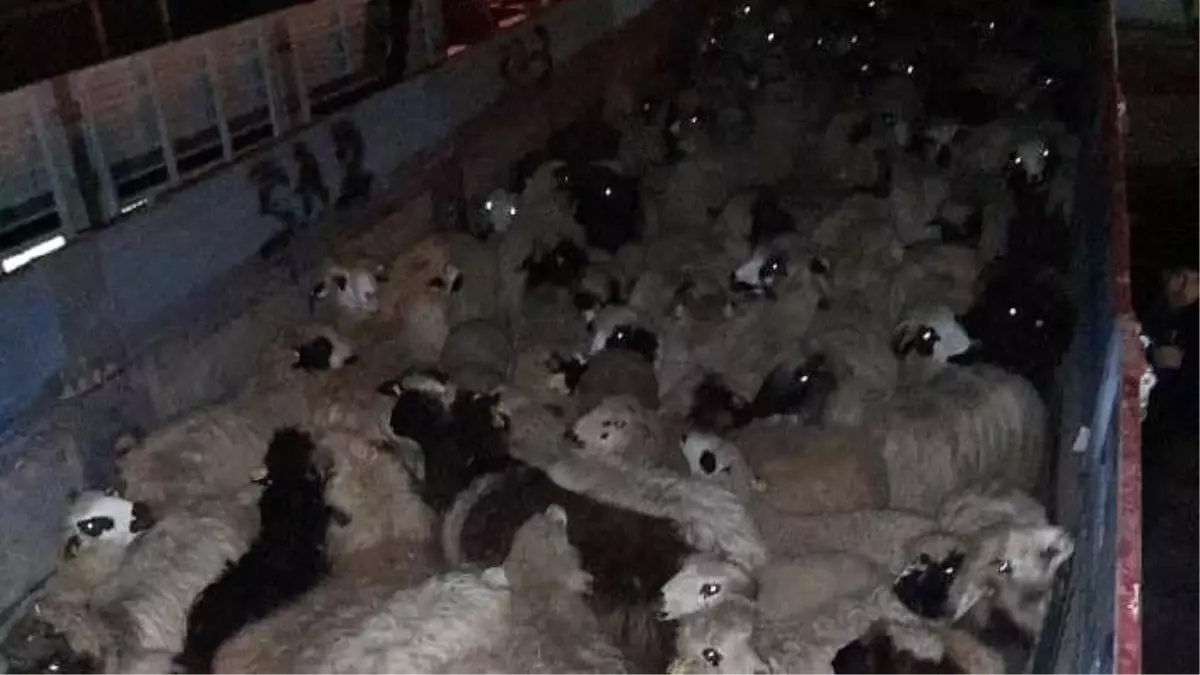 Taşovalılardan depremzedelere destek için hayvan bağışı