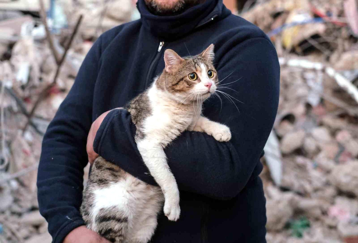 Depreminin 110\'uncu saatinde bir kedi enkazdan canlı çıkartıldı