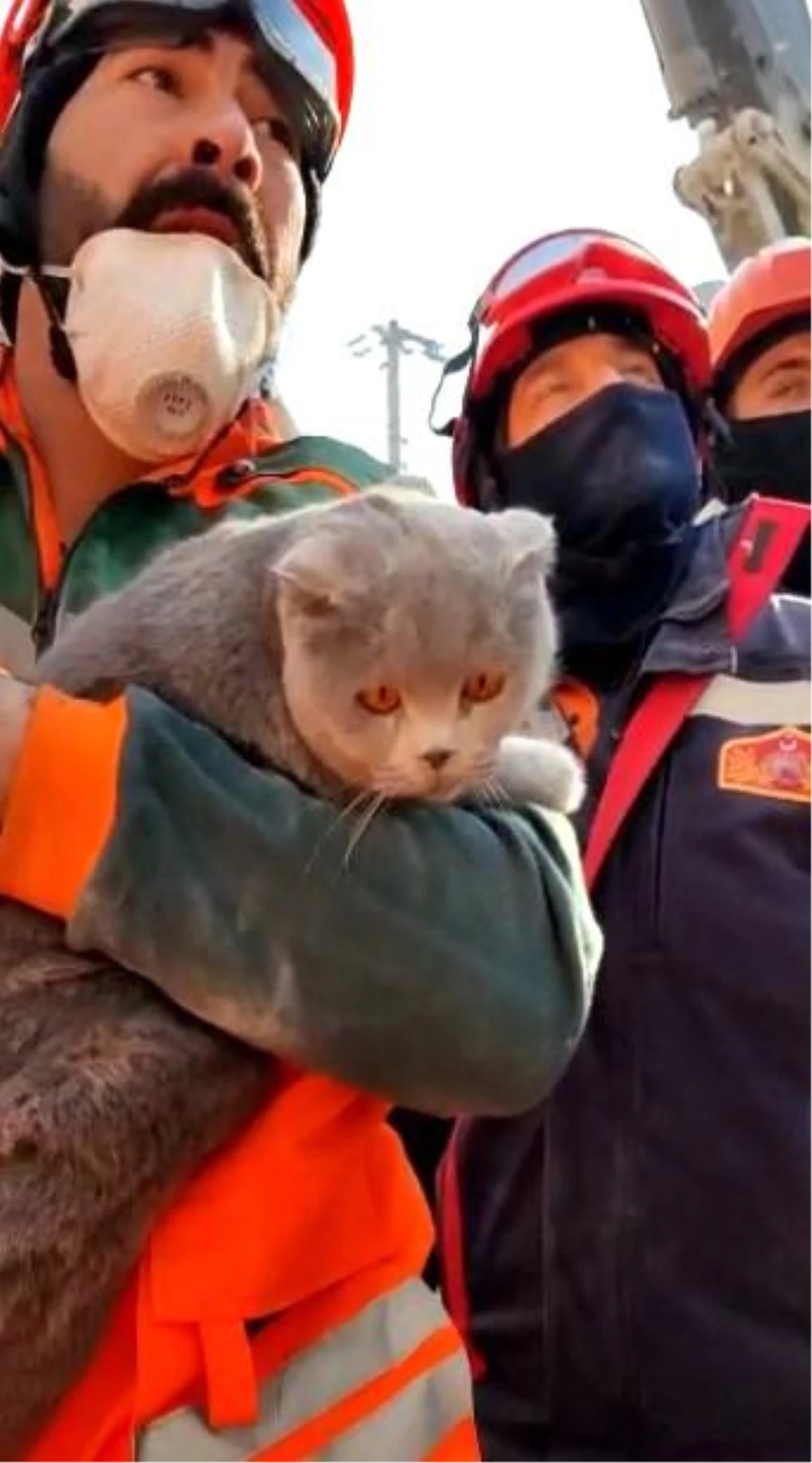 Enkaz altında mahsur kalan kedi kurtarıldı