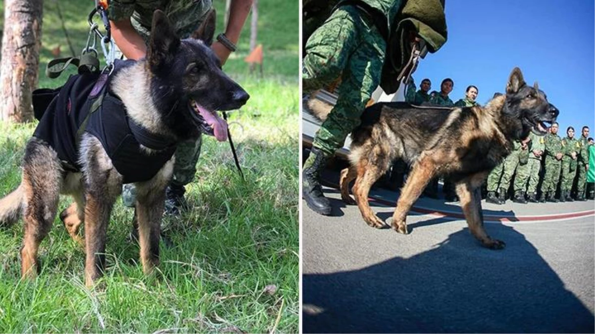 Deprem sonrası Meksika\'dan gelen "kahraman" köpek, Türkiye\'de hayatını kaybetti! 2 vatandaşımızı kurtardı