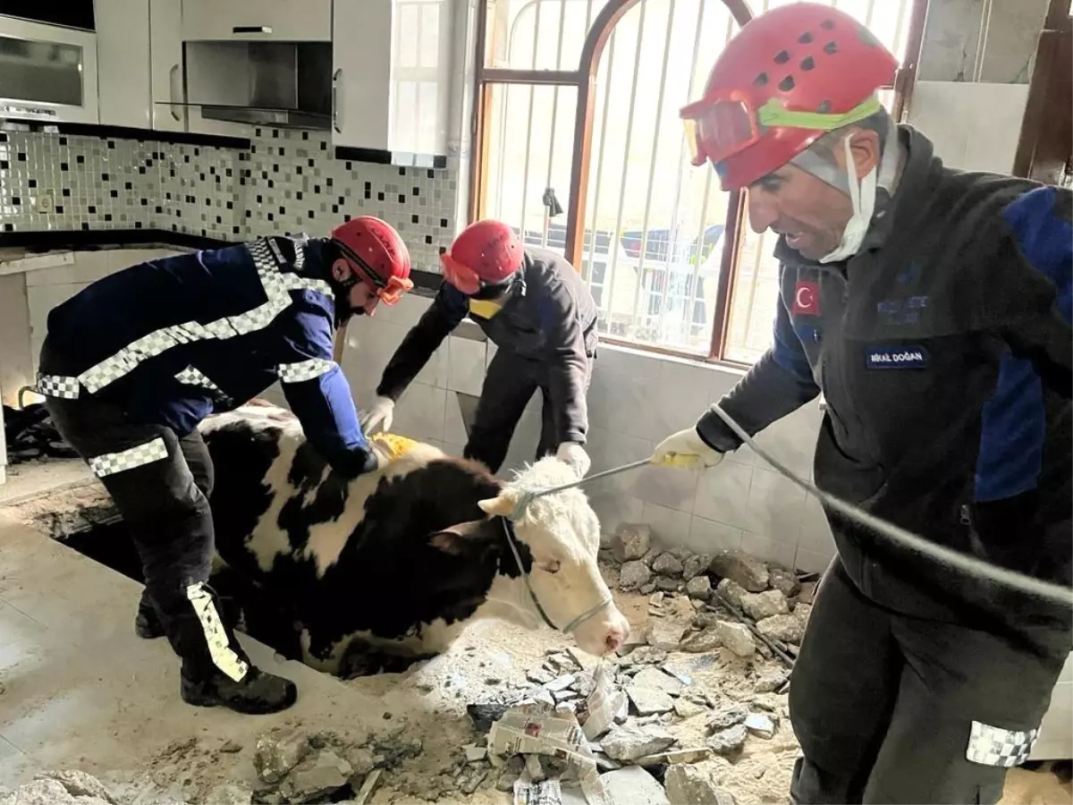 Hatay\'da enkaz altında kalan inek kurtarıldı