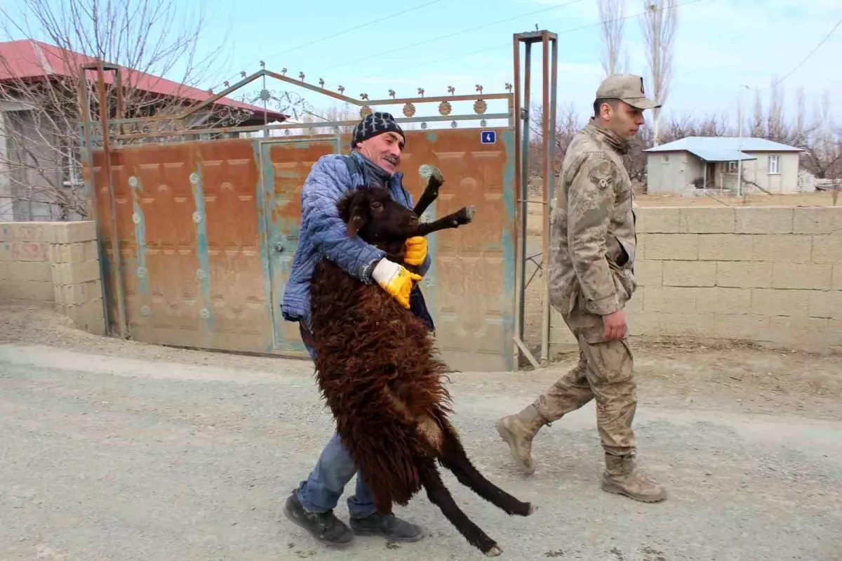 Iğdır\'dan deprem bölgesine kavurma için hayvan desteği