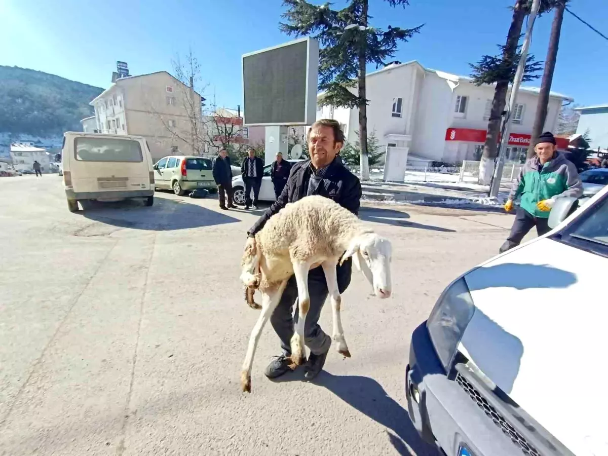 Bursalı çobanlar deprem bölgesine 40 koyun bağışladı