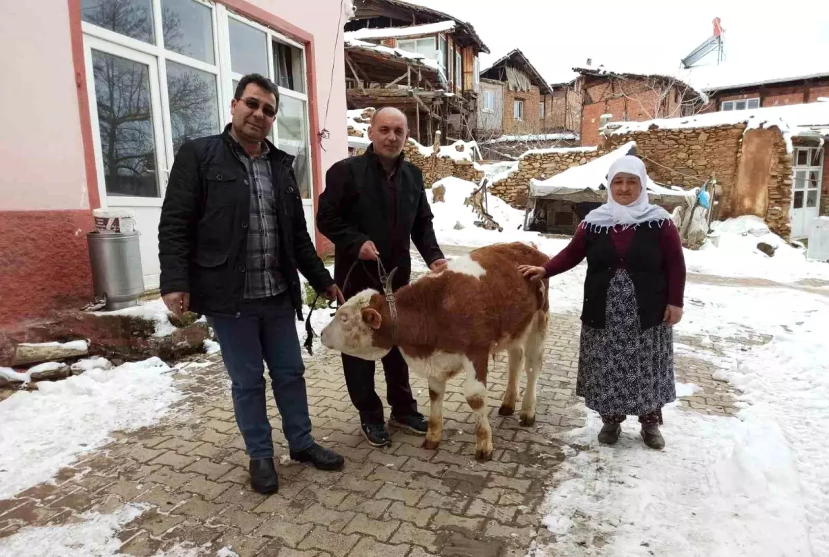 Kütahya Simavlı Gülper teyze, sattığı tosunun parasını depremzedelere bağışladı