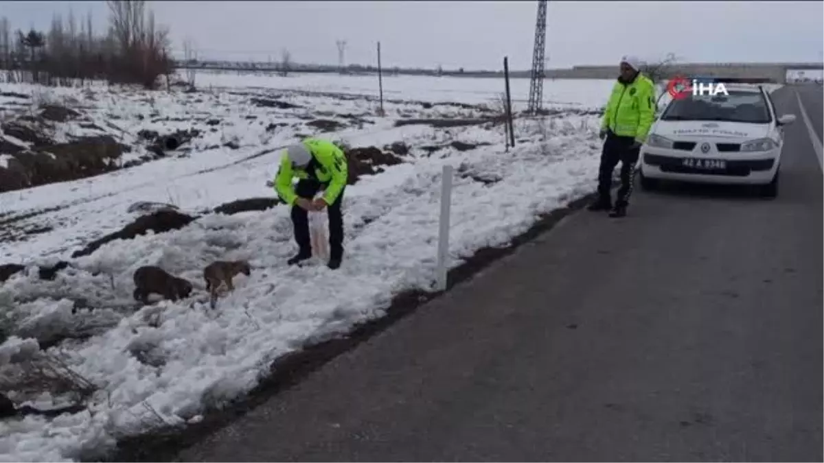 Seydişehir\'de sokak hayvanlarına polis şefkati