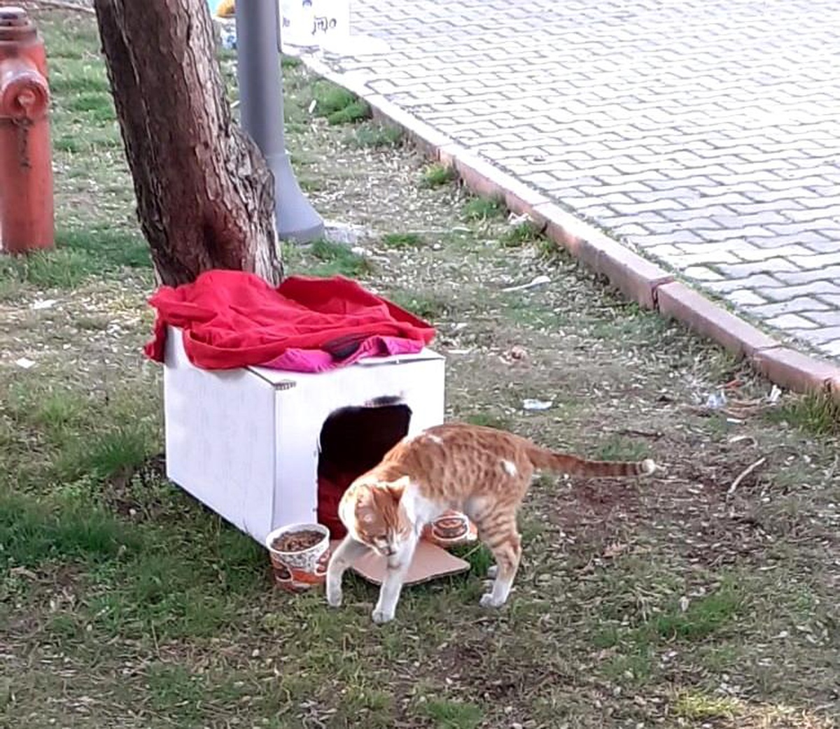 Afet bölgesindeki ekipler yıkıntılar arasındaki kediye sahip çıktı