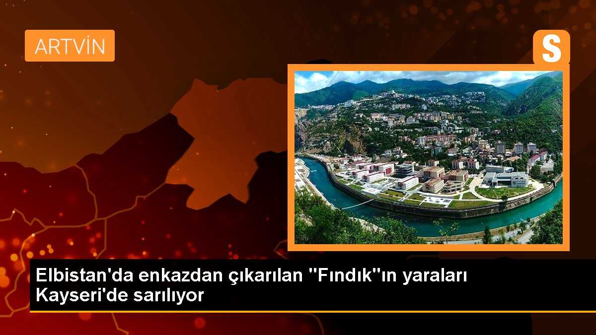 Elbistan\'da enkazdan çıkarılan "Fındık"ın yaraları Kayseri\'de sarılıyor