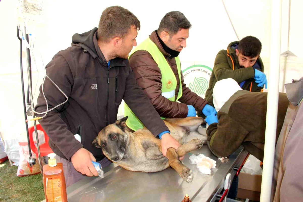 Depremde yaralanan hayvanlar için tedavi merkezi kuruldu